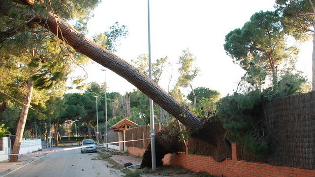 Gran pi caigut pel temporal de vent sofert a Gavà Mar (24 de Gener de 2009) (fotografia: Gilbert)